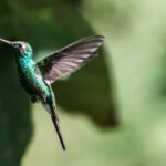 hummingbird, bird, wings
